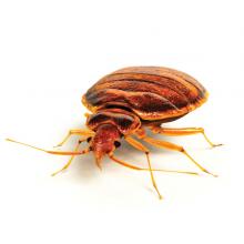 Bed bug control