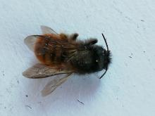 Identified as Masonry bee – Osmia rufa