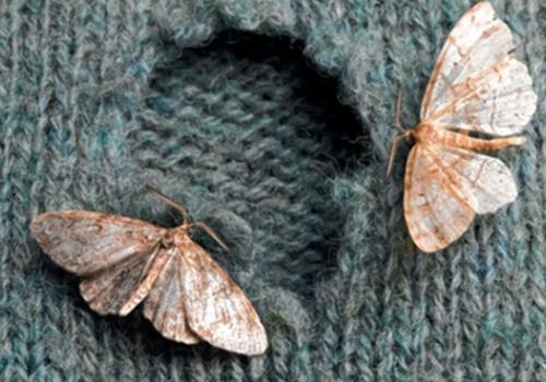 Clothes moth damage