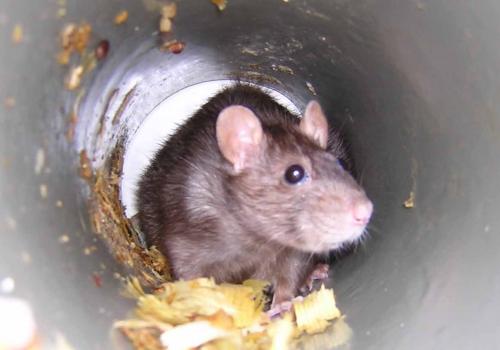 Rat in pipe