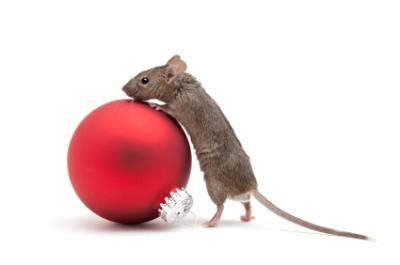 Rat with bauble