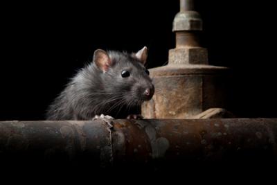 Rats and mice at equestrian centre in East Sussex