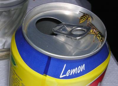 Wasps on drink can