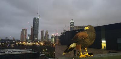 Harris Hawk over London