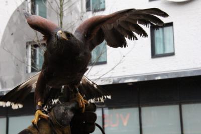 Harris Hawk